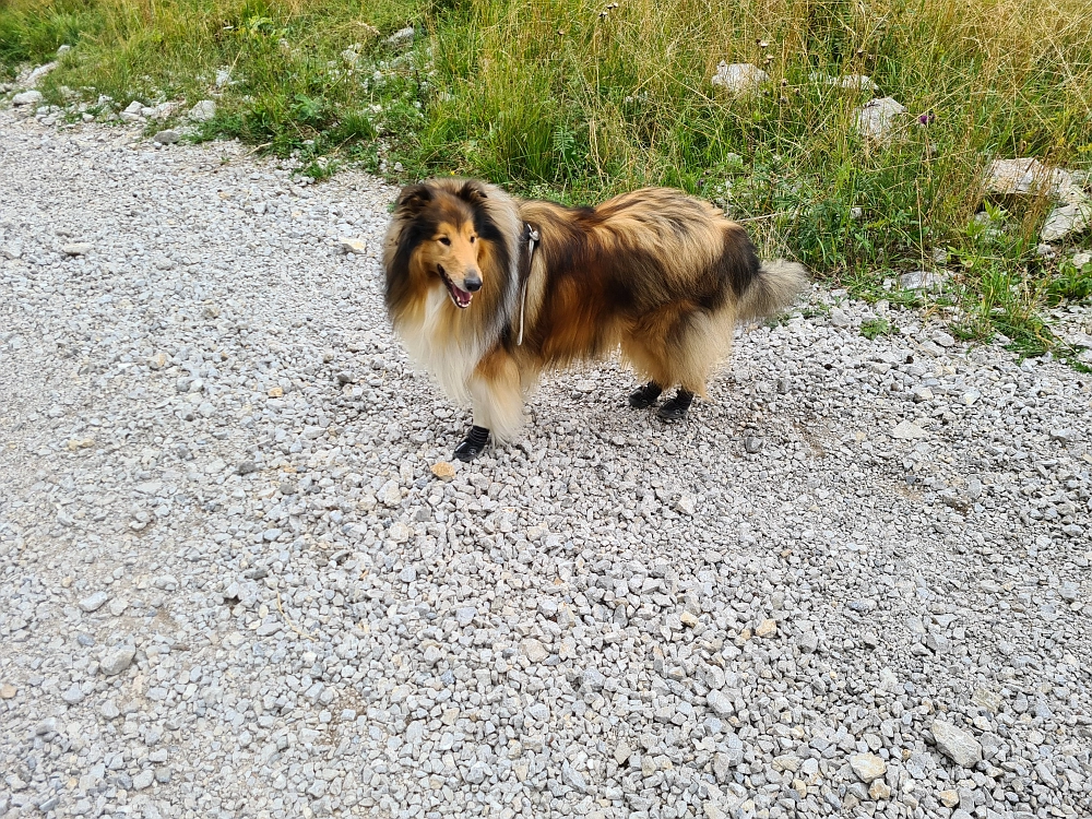 Slika je vidna v Google Chromu.