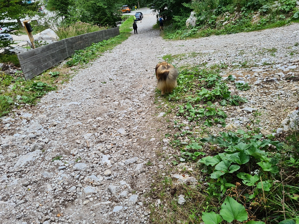 Slika je vidna v Google Chromu.