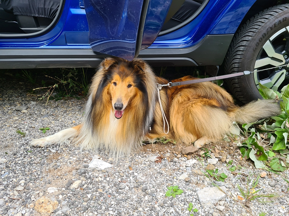 Slika je vidna v Google Chromu.