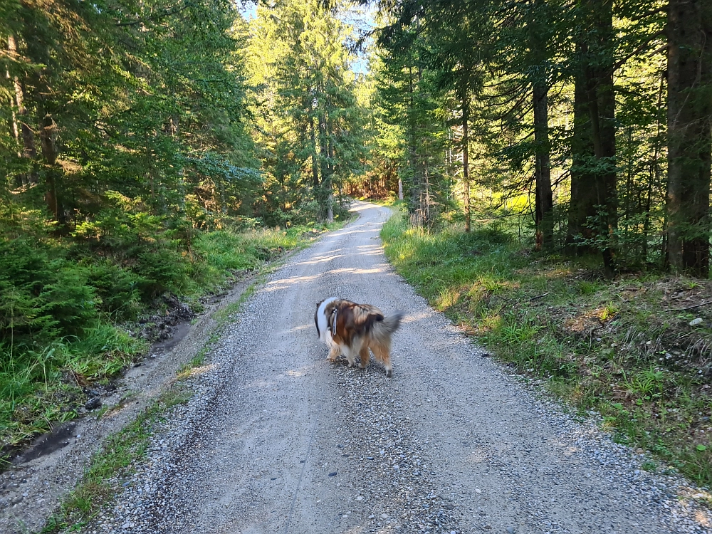 Slika je vidna v Google Chromu.