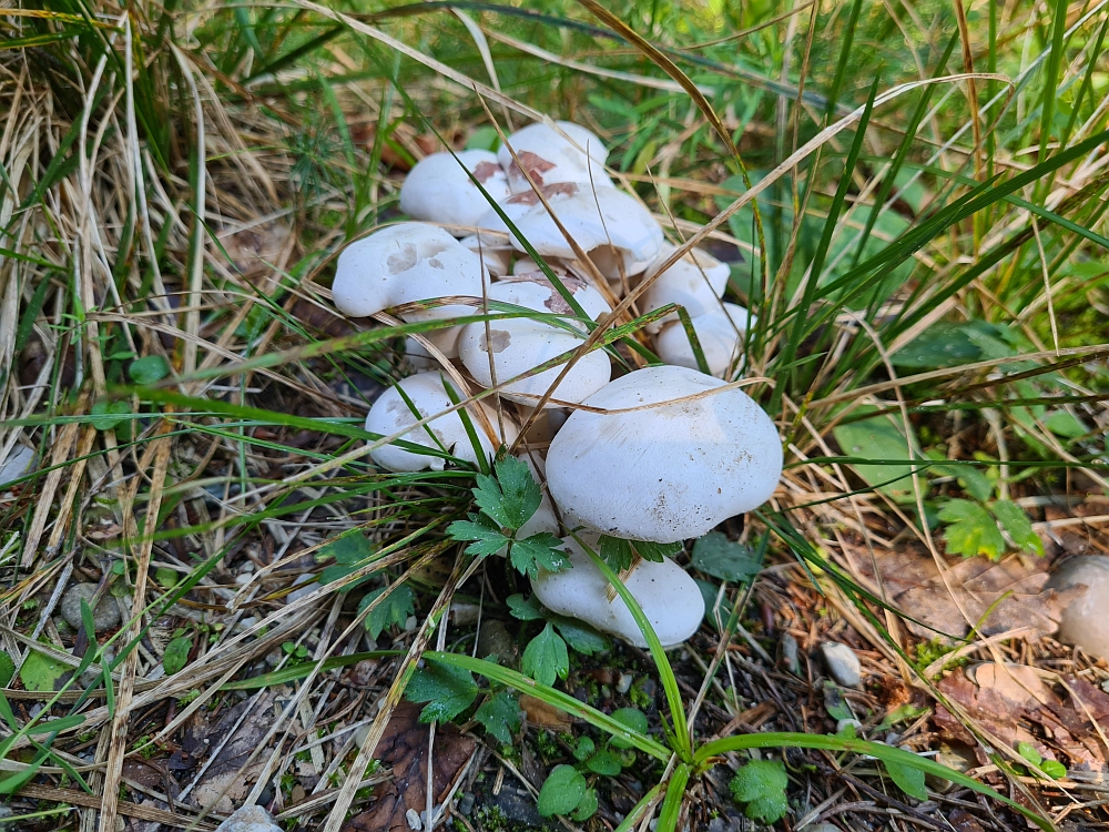 Slika je vidna v Google Chromu.