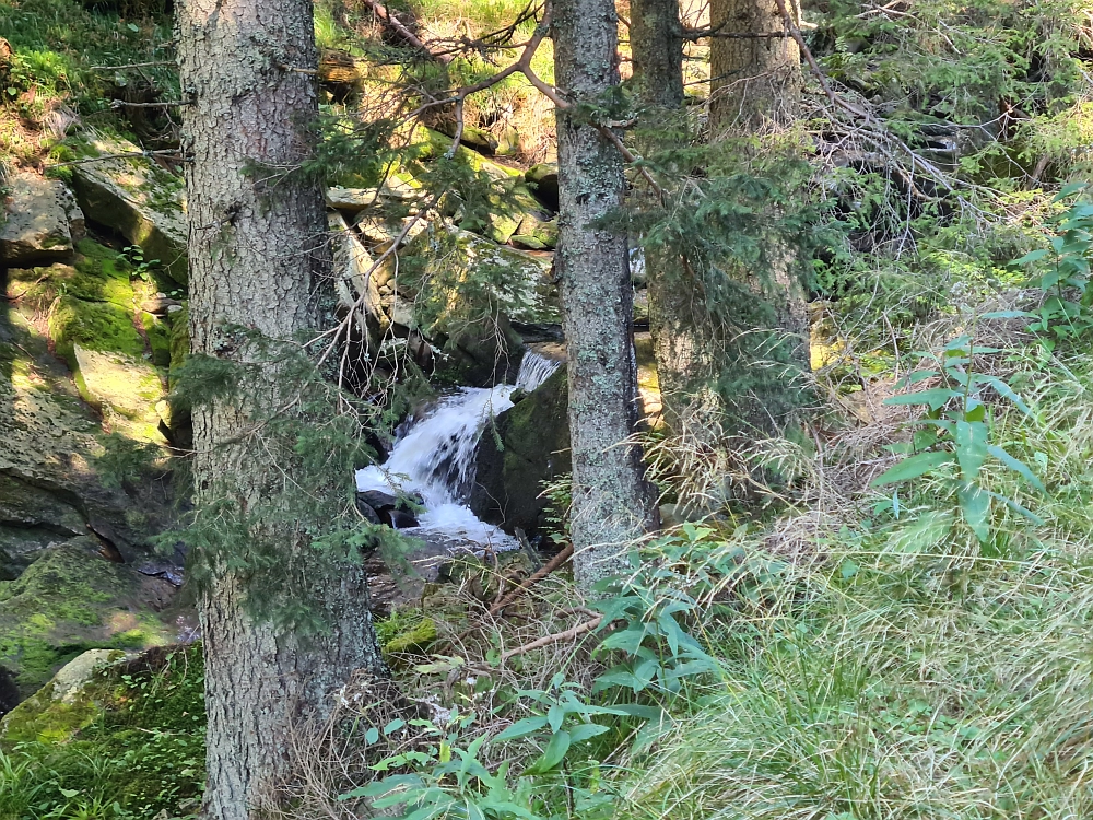 Slika je vidna v Google Chromu.