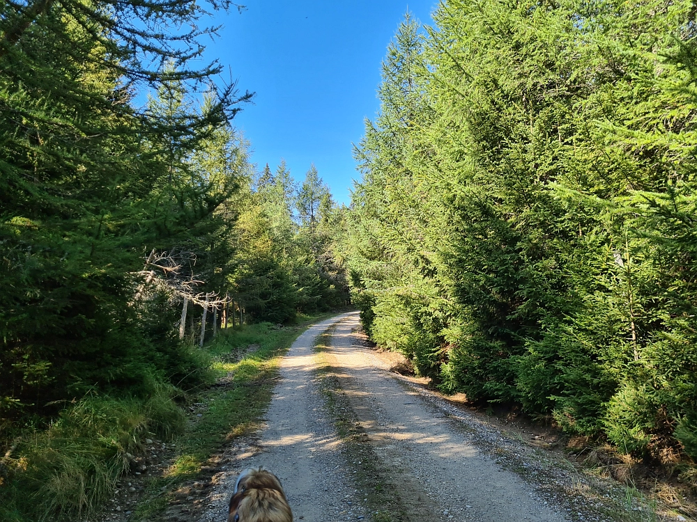 Slika je vidna v Google Chromu.