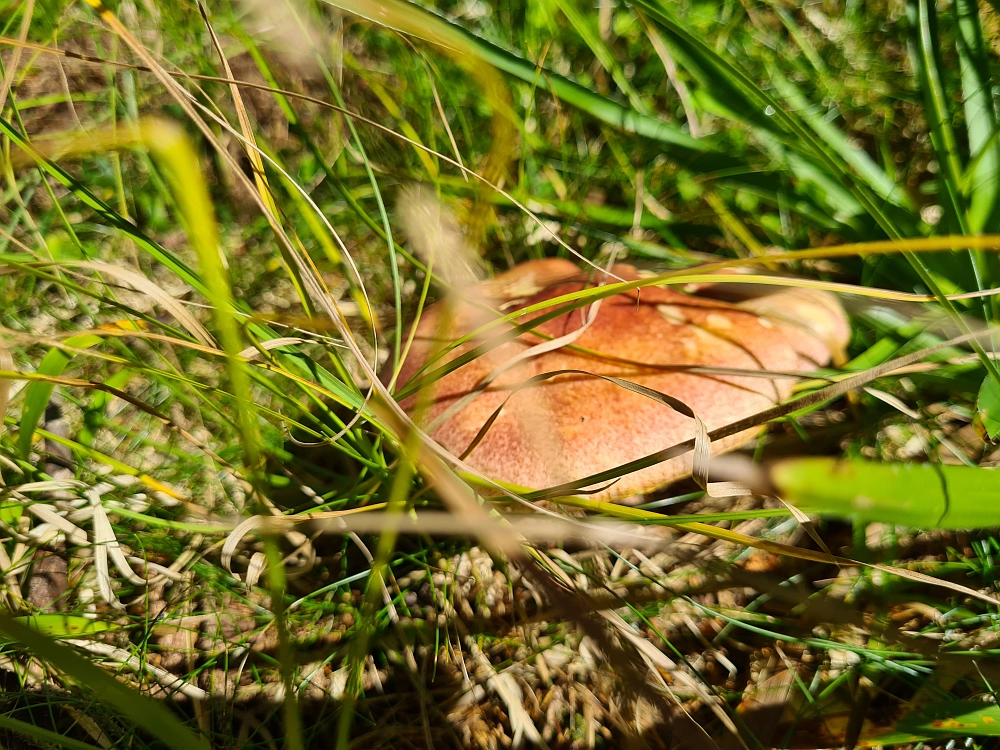 Slika je vidna v Google Chromu.