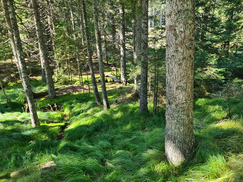 Slika je vidna v Google Chromu.