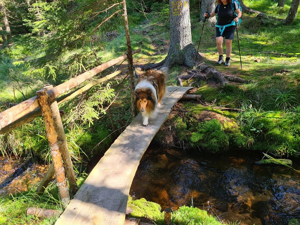 Slika je vidna v Google Chromu.
