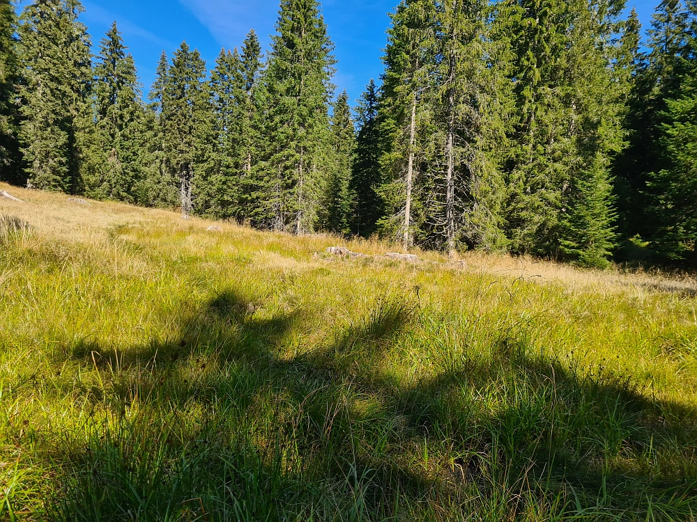 Slika je vidna v Google Chromu.