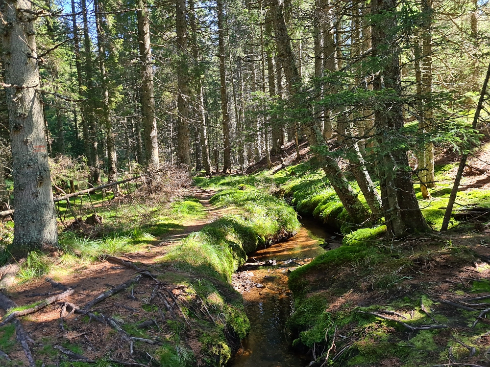 Slika je vidna v Google Chromu.