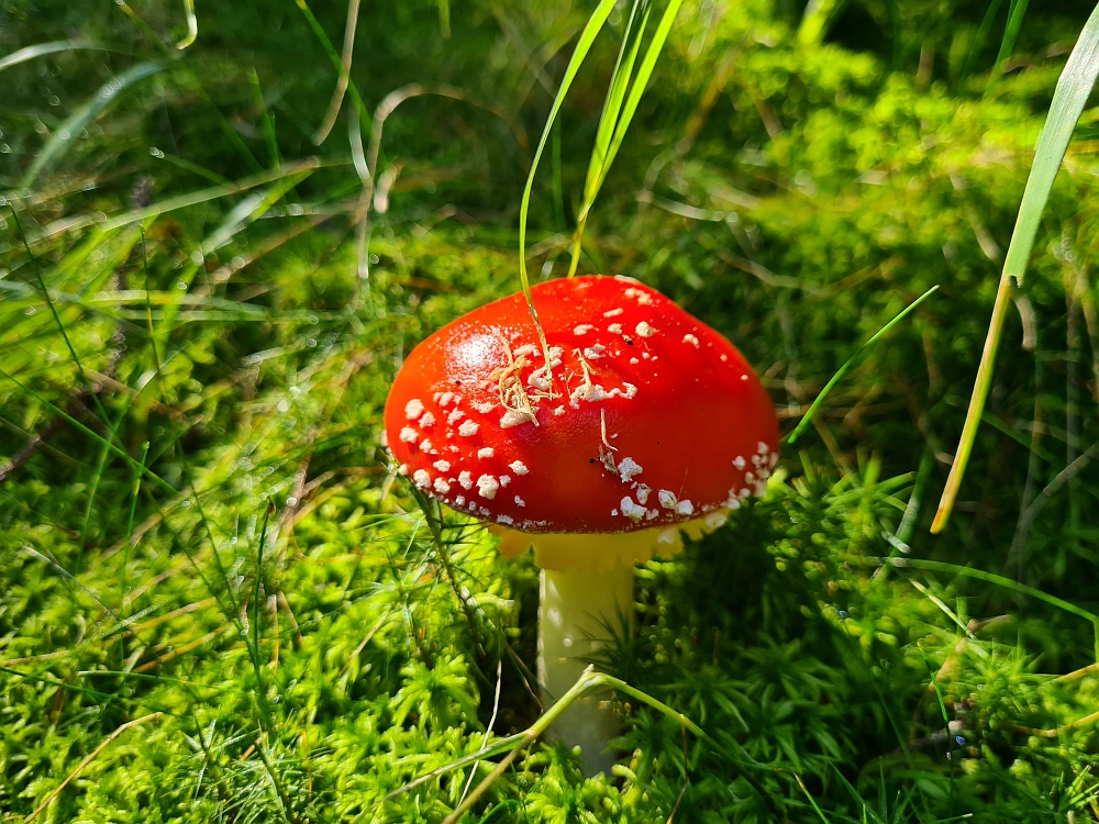 Slika je vidna v Google Chromu.