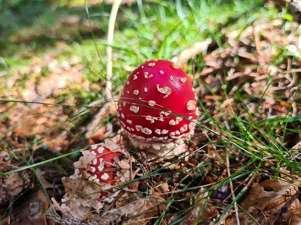 Slika je vidna v Google Chromu.