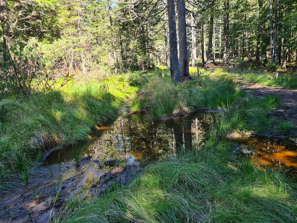 Slika je vidna v Google Chromu.
