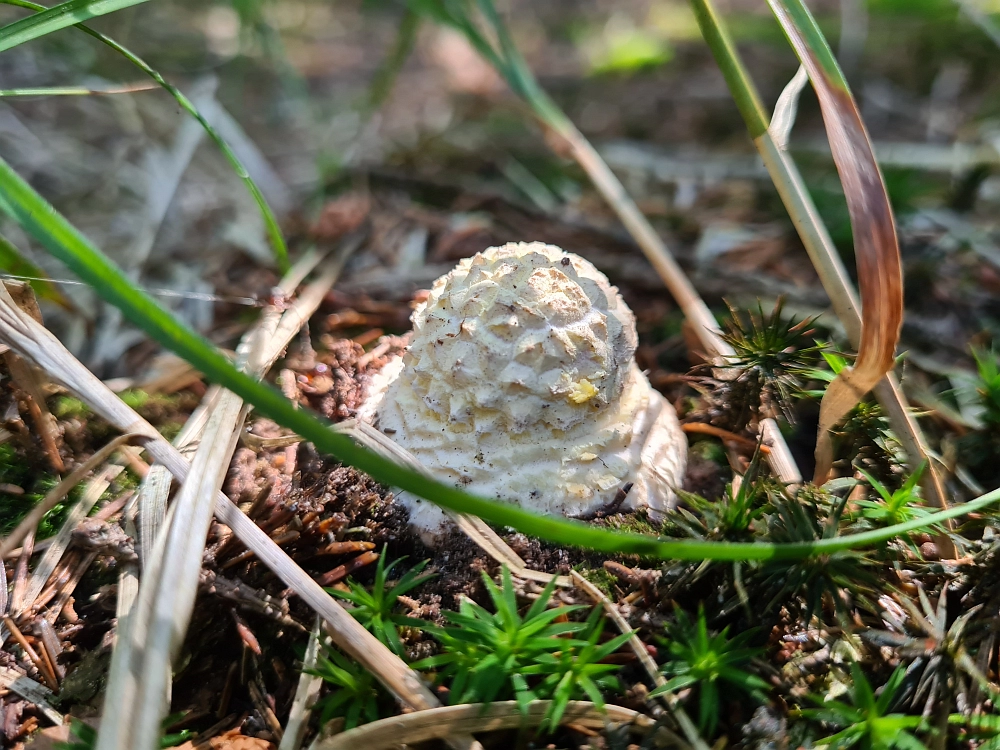 Slika je vidna v Google Chromu.