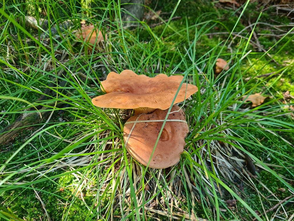 Slika je vidna v Google Chromu.