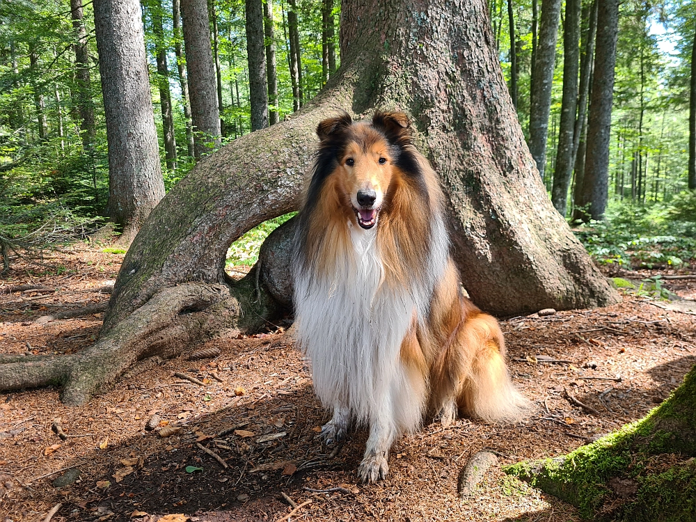 Slika je vidna v Google Chromu.