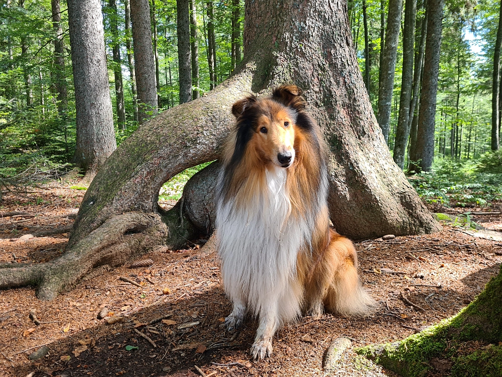 Slika je vidna v Google Chromu.