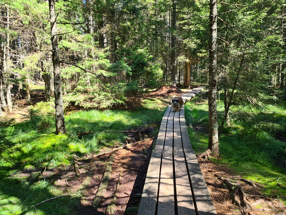 Slika je vidna v Google Chromu.