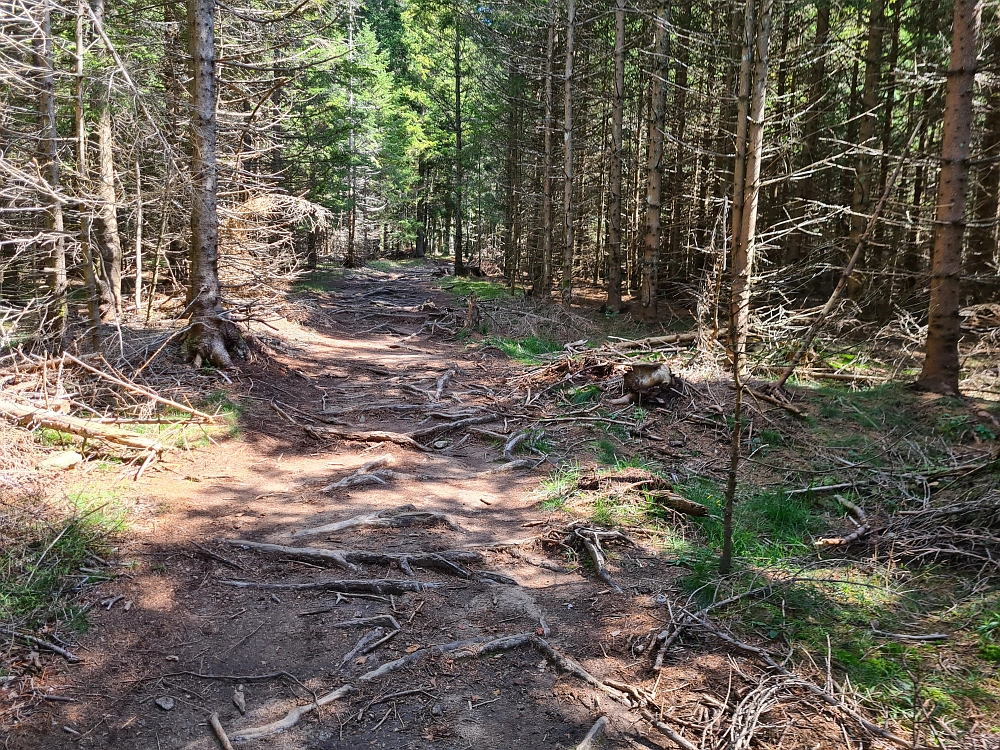 Slika je vidna v Google Chromu.