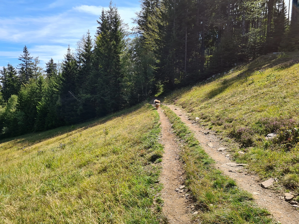 Slika je vidna v Google Chromu.