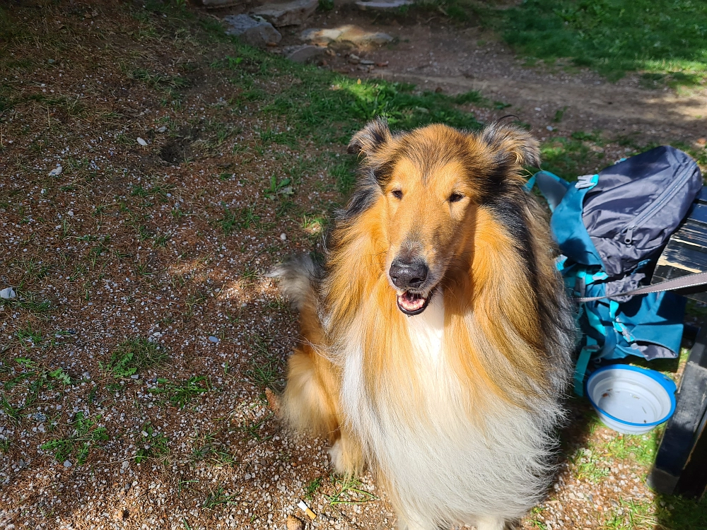 Slika je vidna v Google Chromu.