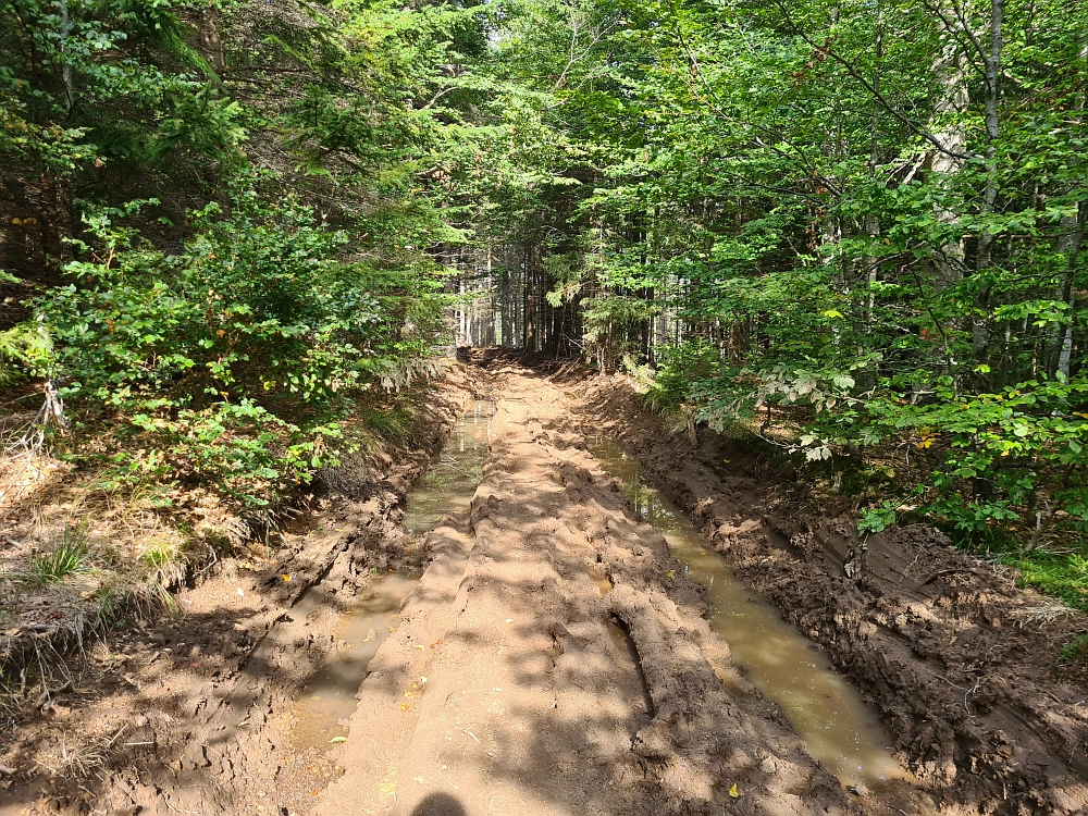 Slika je vidna v Google Chromu.