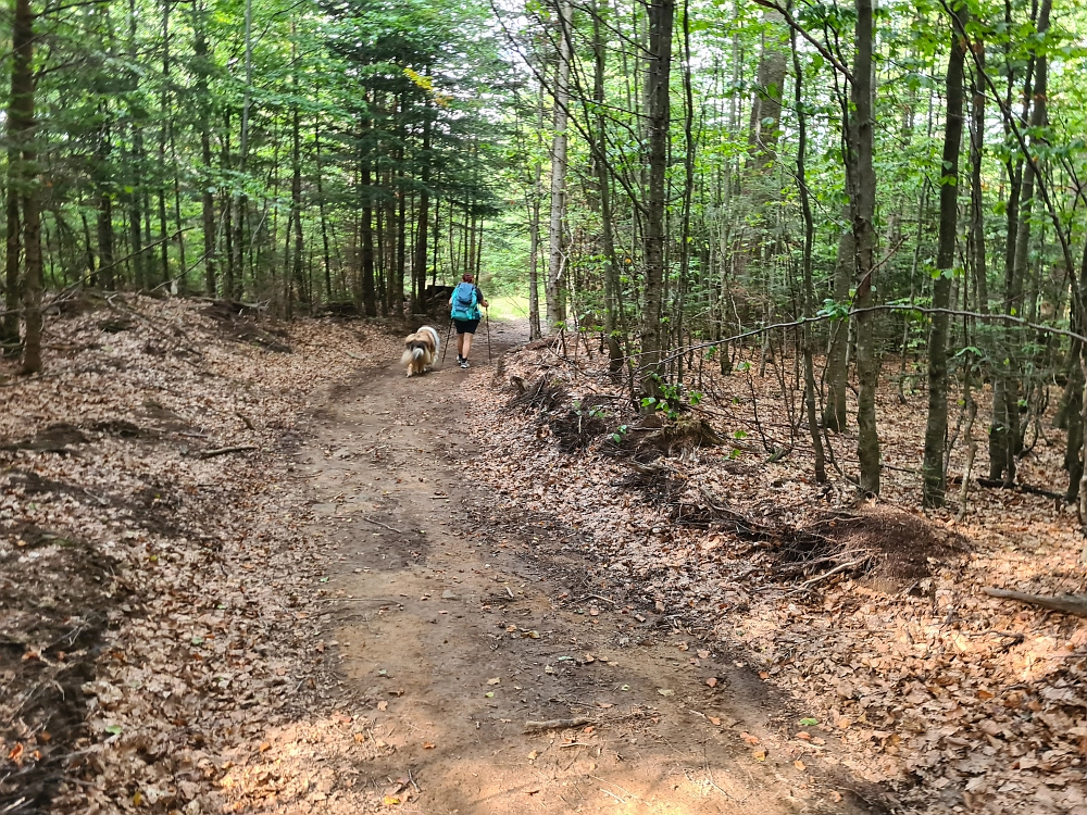 Slika je vidna v Google Chromu.