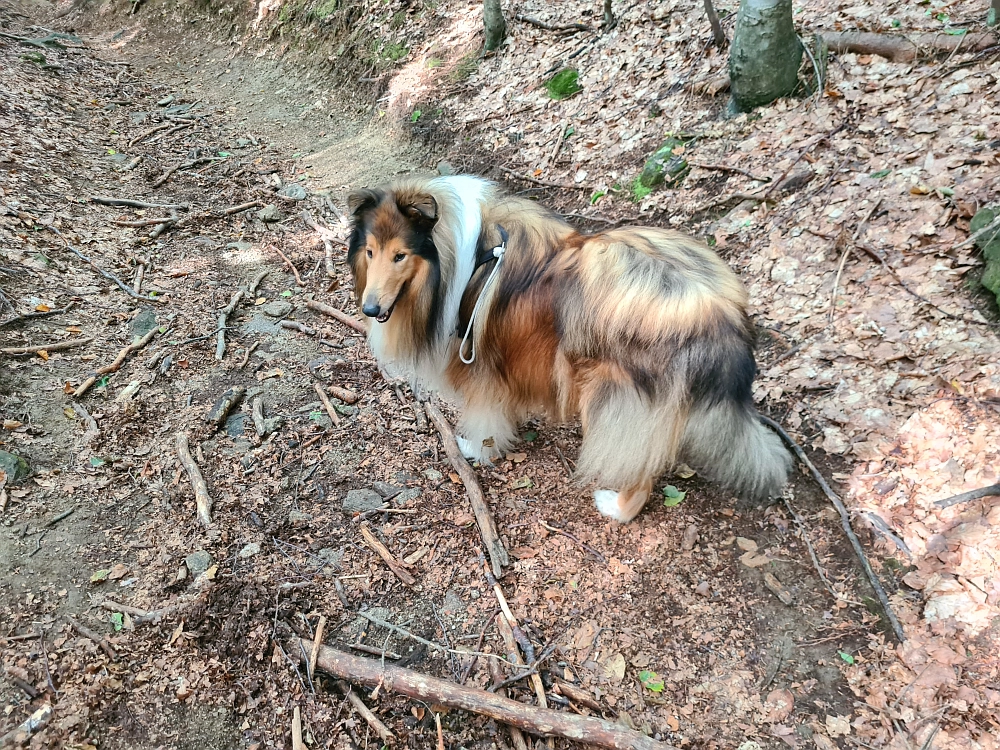 Slika je vidna v Google Chromu.