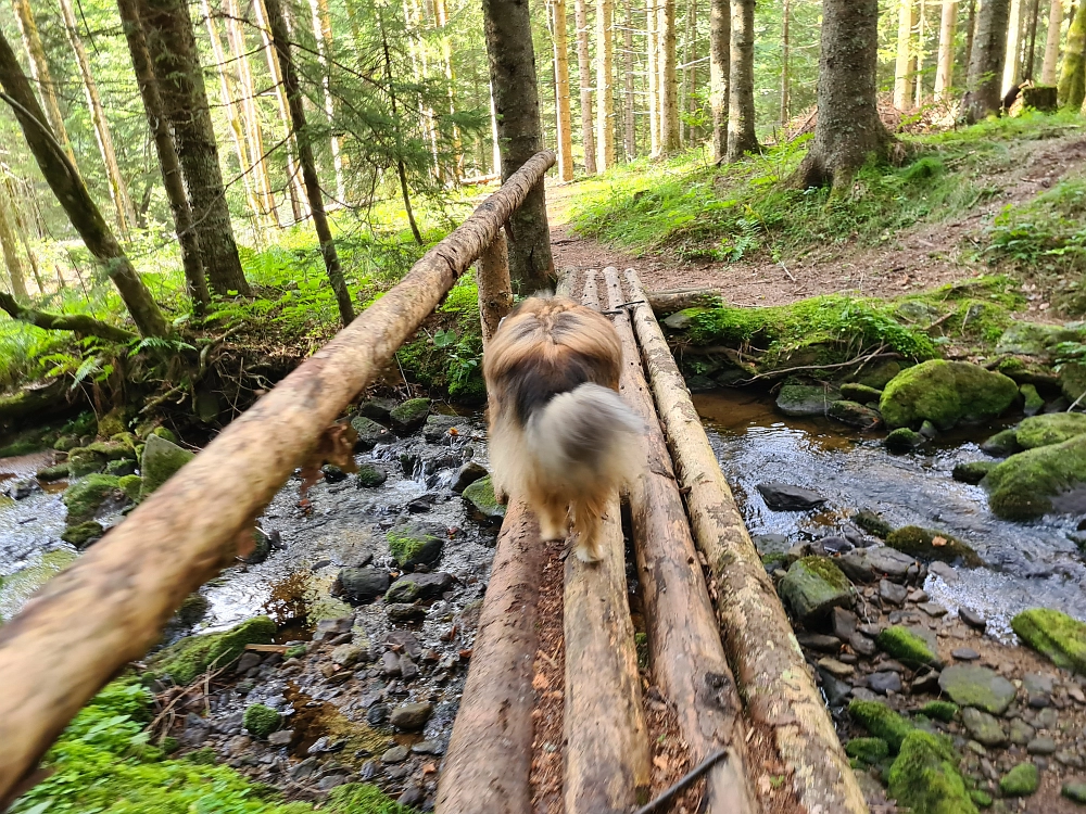 Slika je vidna v Google Chromu.