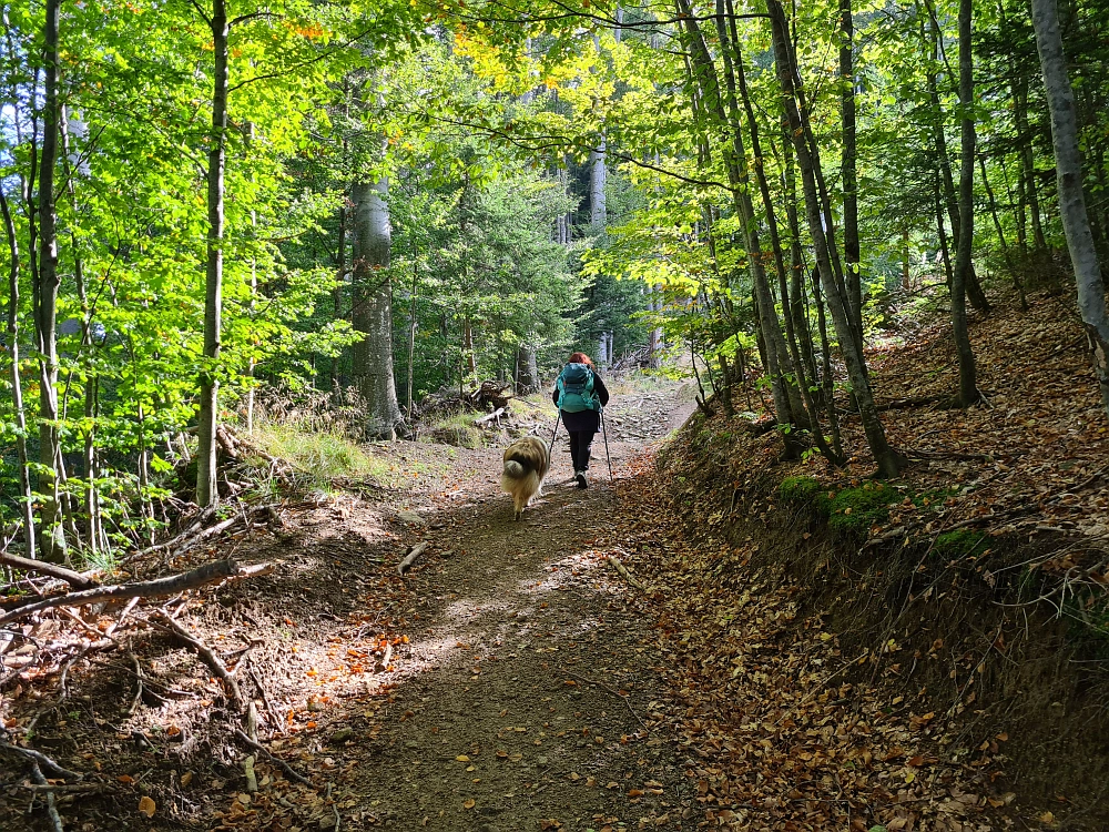 Slika je vidna v Google Chromu.