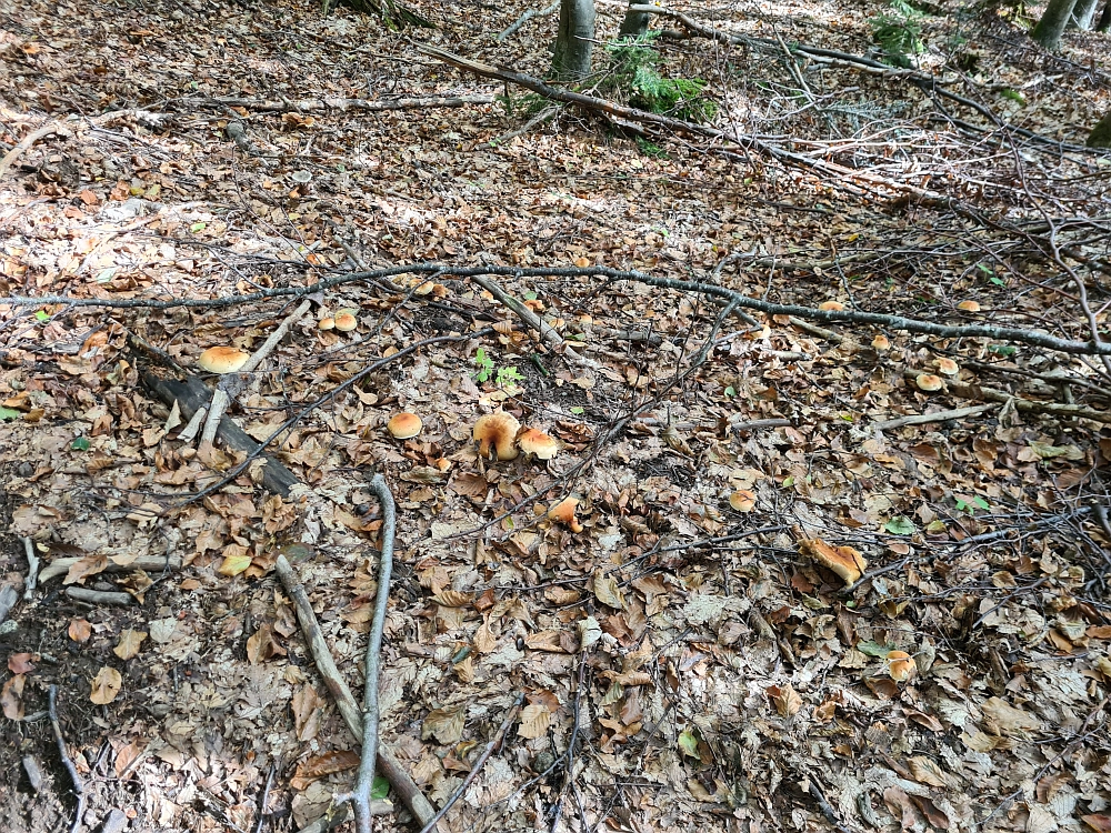 Slika je vidna v Google Chromu.