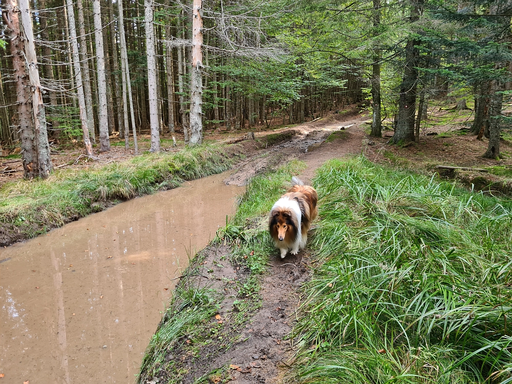 Slika je vidna v Google Chromu.