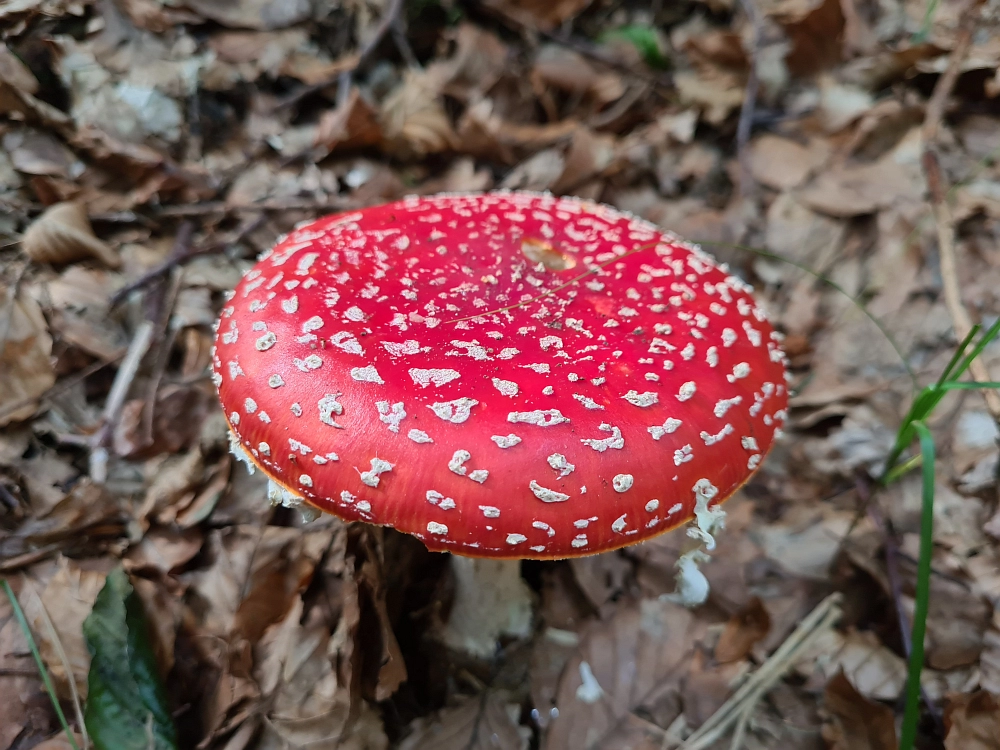 Slika je vidna v Google Chromu.