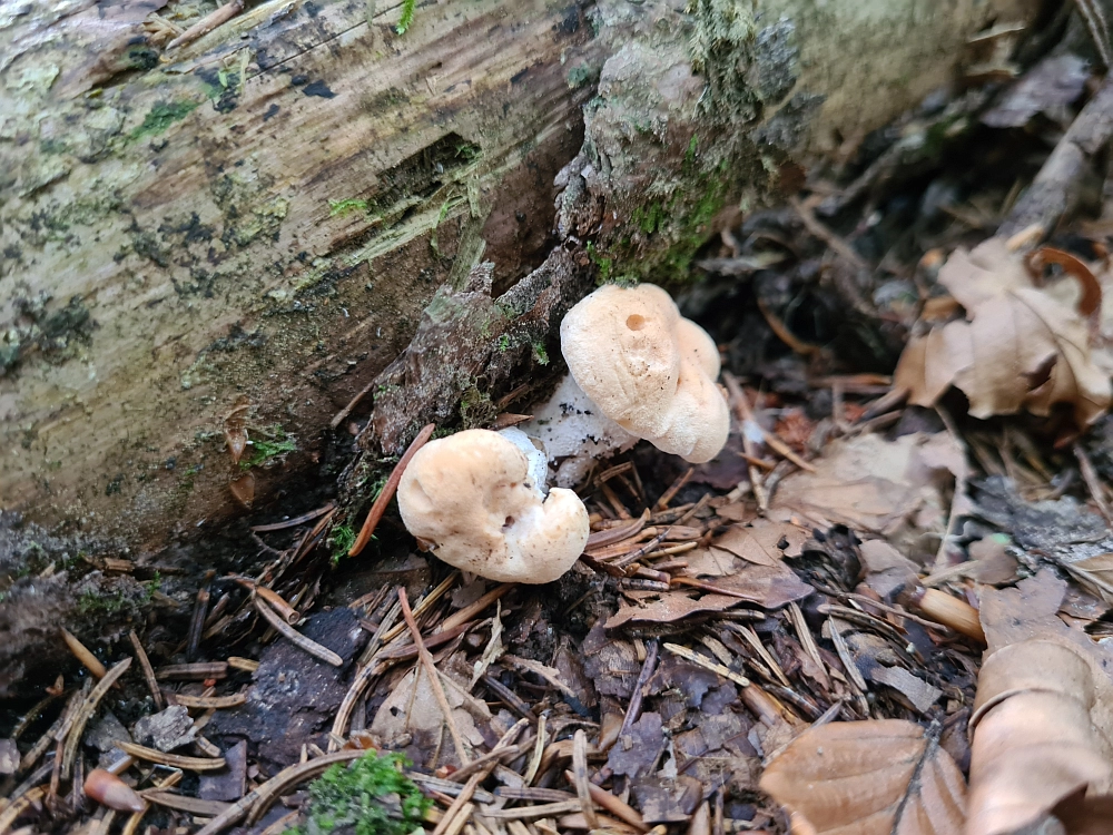 Slika je vidna v Google Chromu.