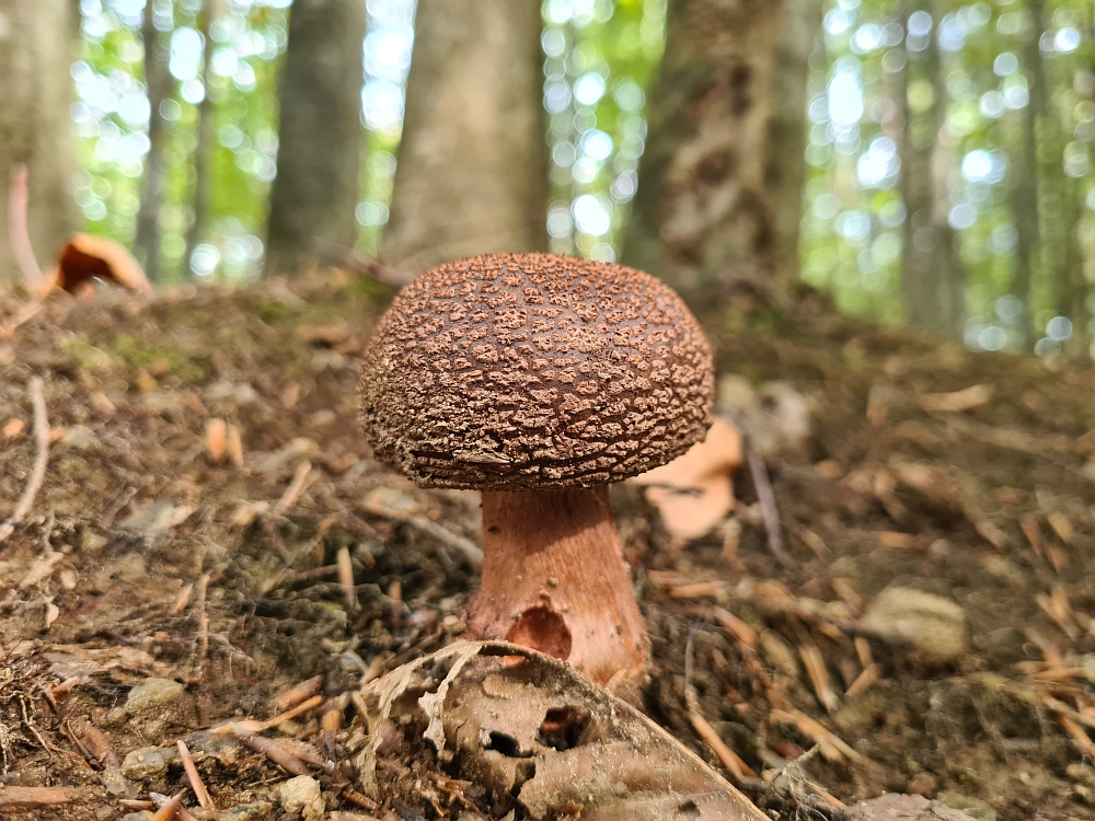 Slika je vidna v Google Chromu.