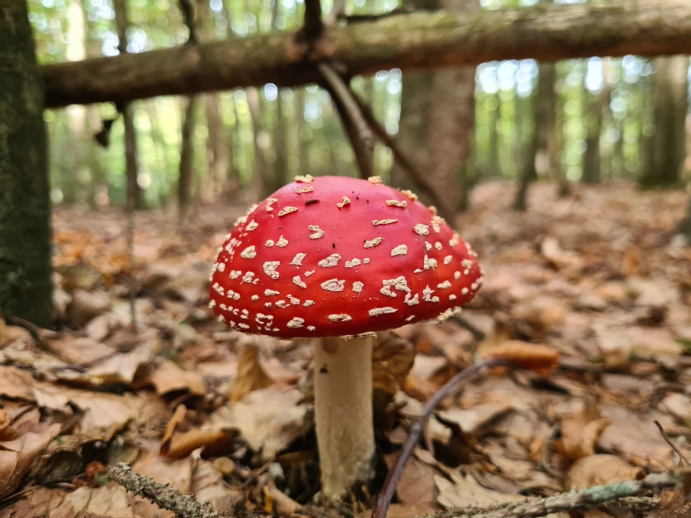 Slika je vidna v Google Chromu.