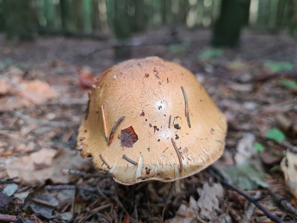 Slika je vidna v Google Chromu.
