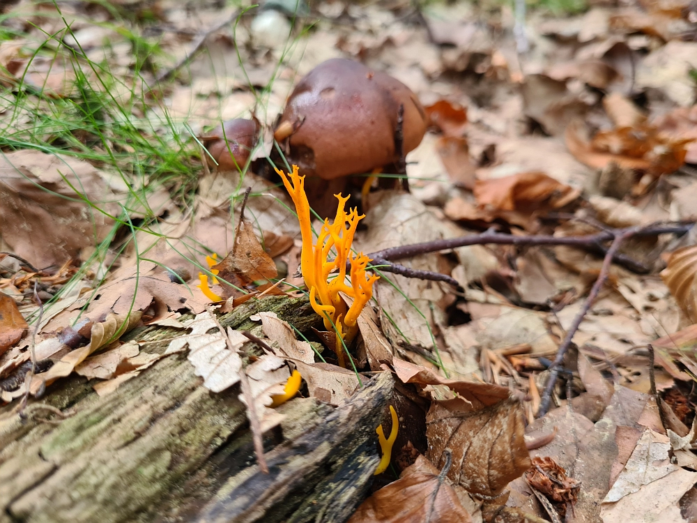 Slika je vidna v Google Chromu.