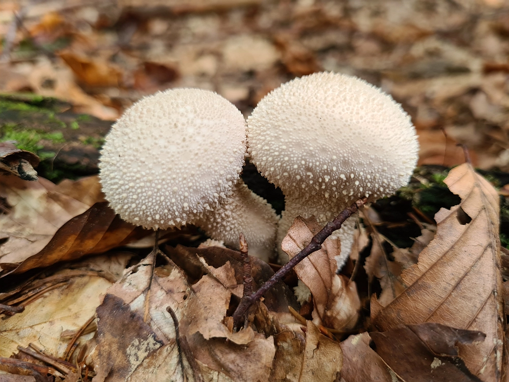Slika je vidna v Google Chromu.