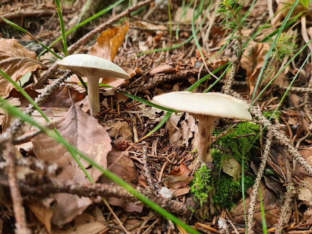 Slika je vidna v Google Chromu.