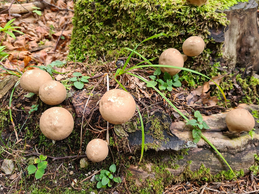 Slika je vidna v Google Chromu.
