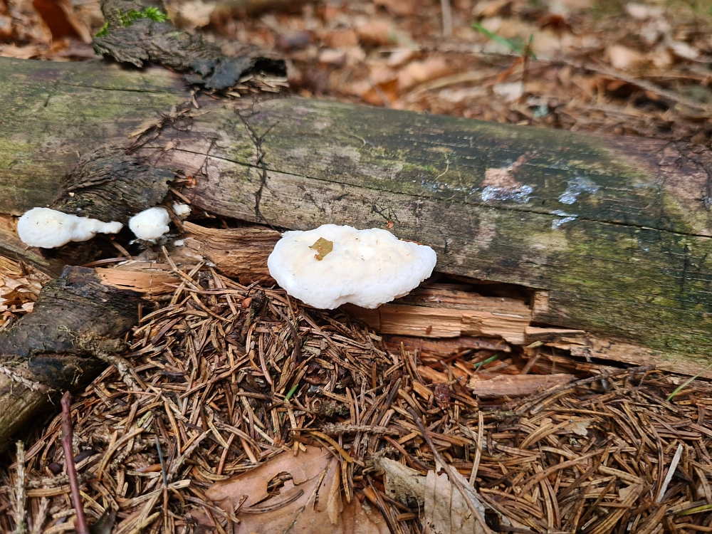 Slika je vidna v Google Chromu.