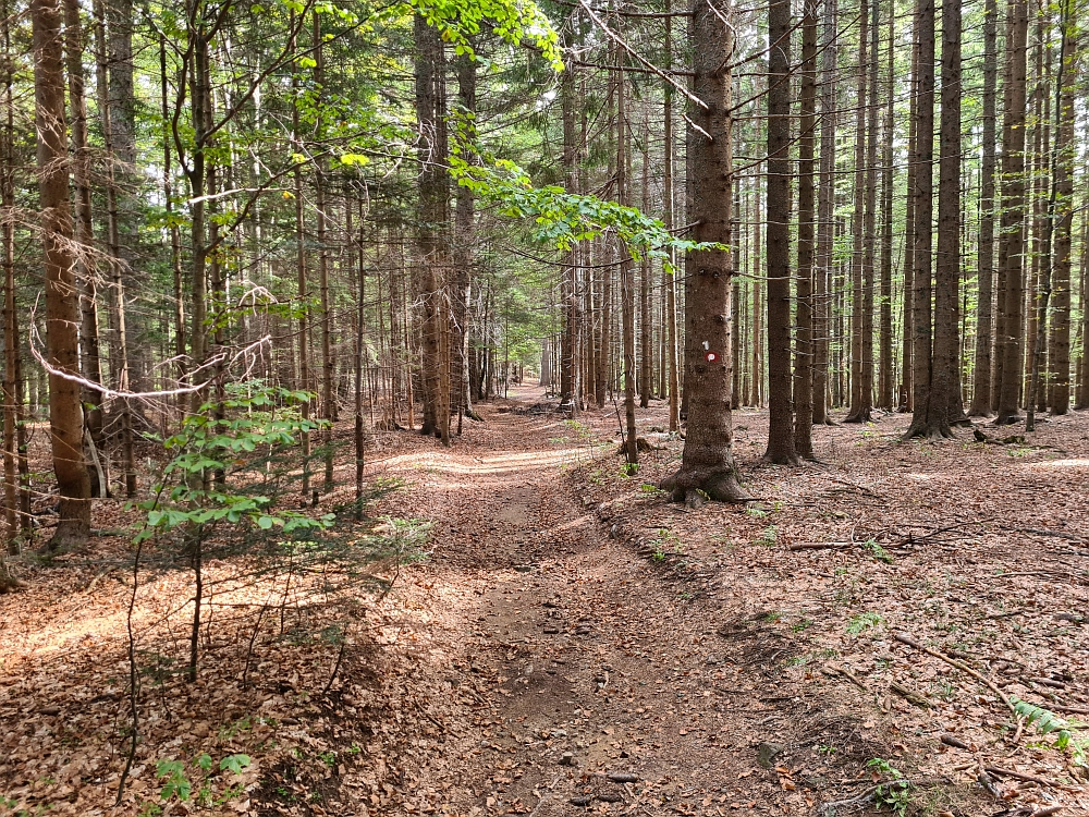 Slika je vidna v Google Chromu.