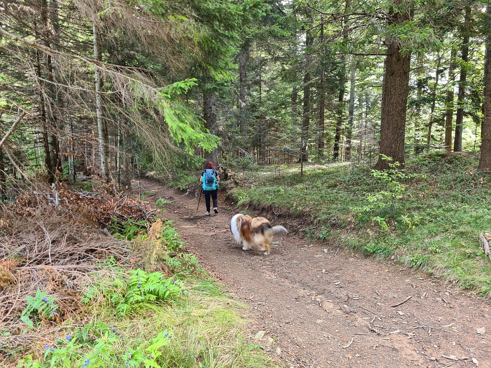 Slika je vidna v Google Chromu.