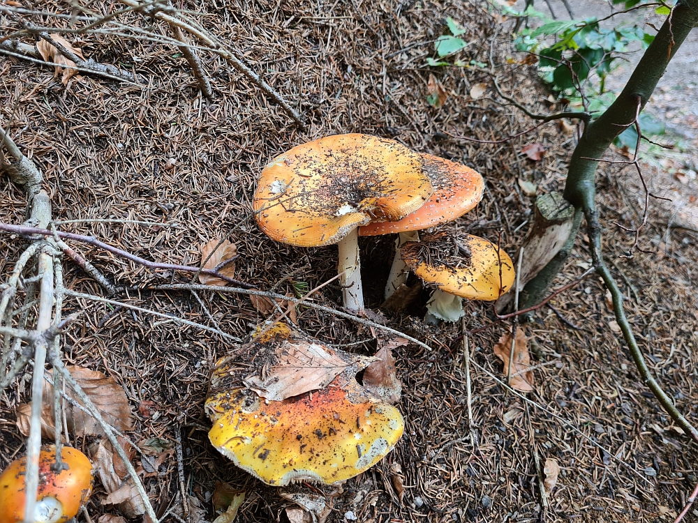 Slika je vidna v Google Chromu.