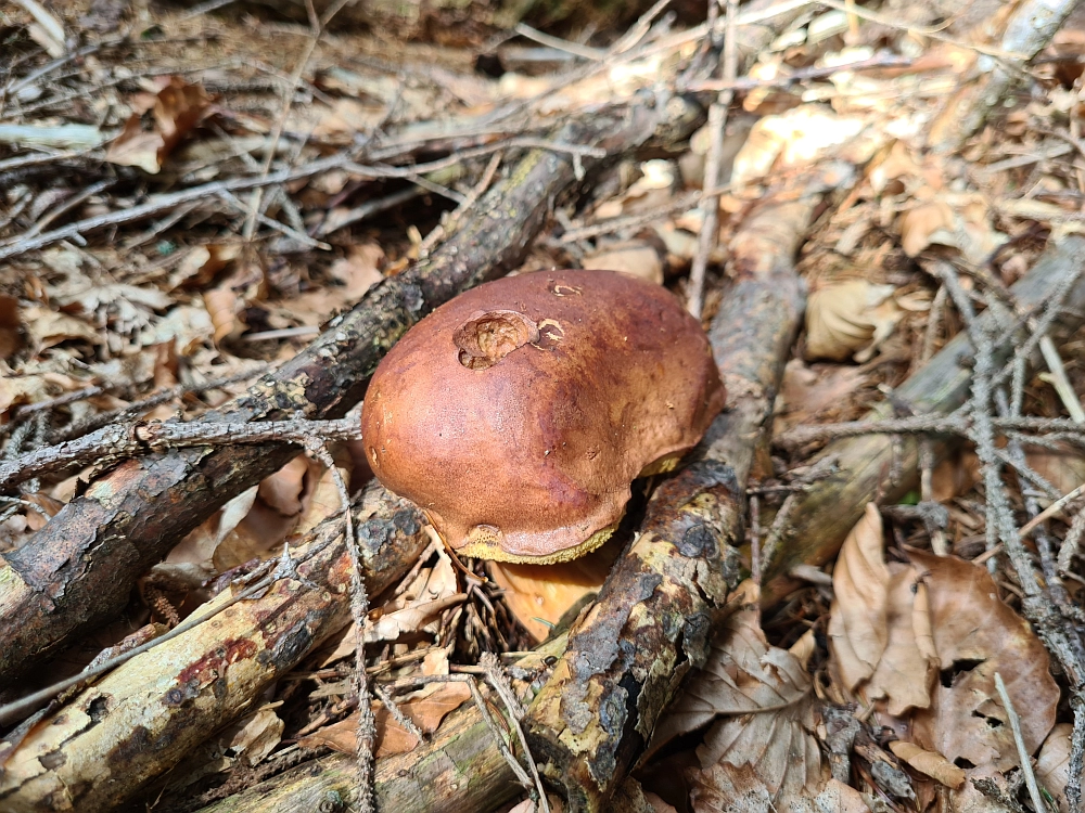 Slika je vidna v Google Chromu.
