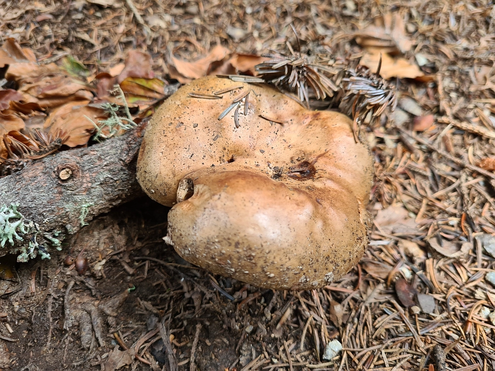 Slika je vidna v Google Chromu.