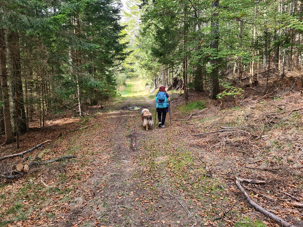 Slika je vidna v Google Chromu.