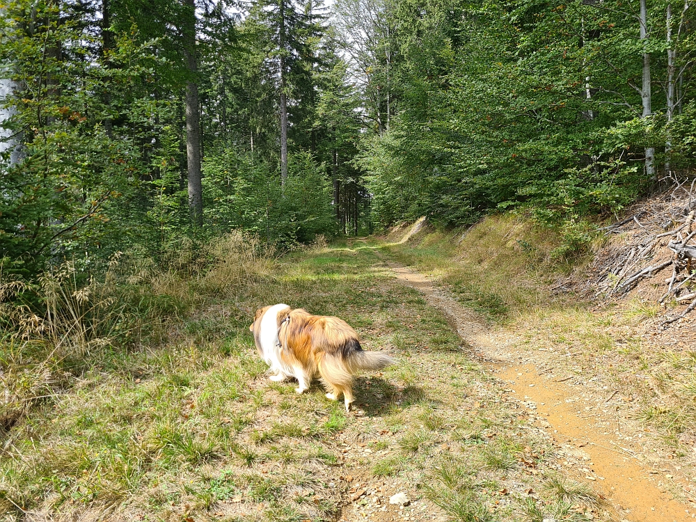 Slika je vidna v Google Chromu.