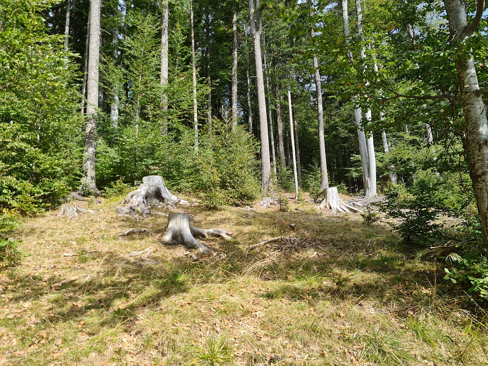 Slika je vidna v Google Chromu.