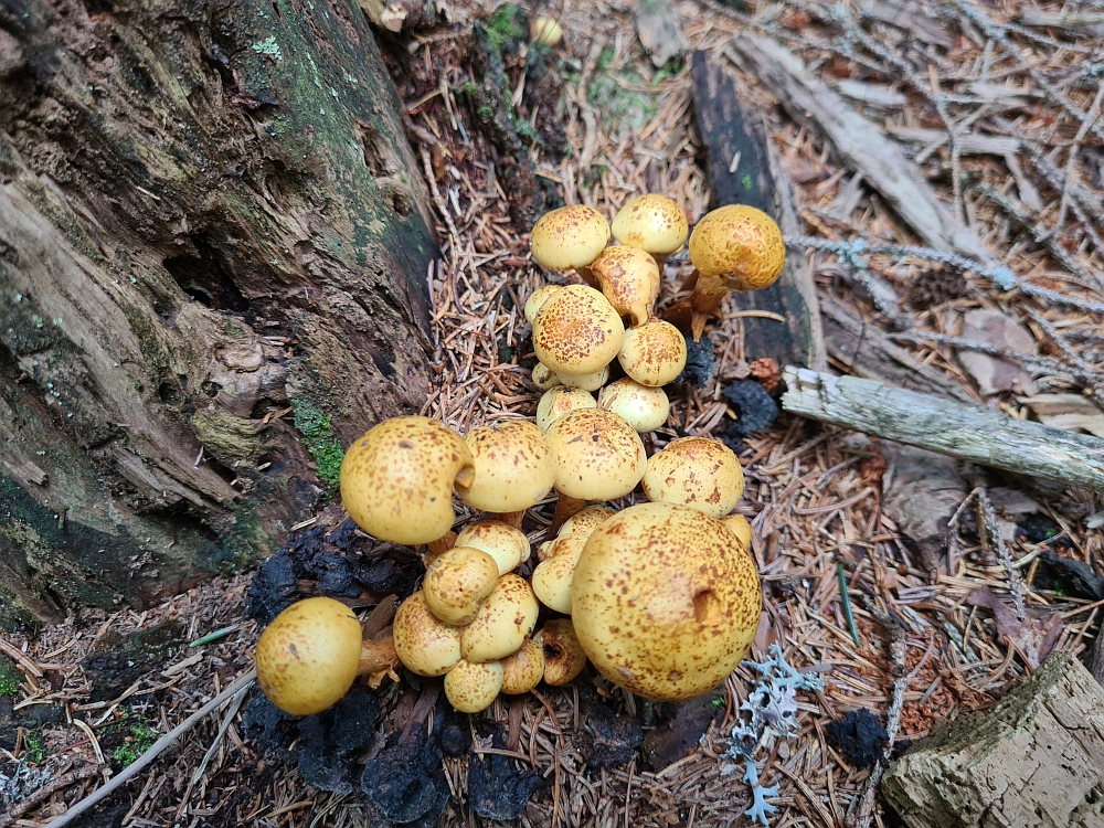 Slika je vidna v Google Chromu.