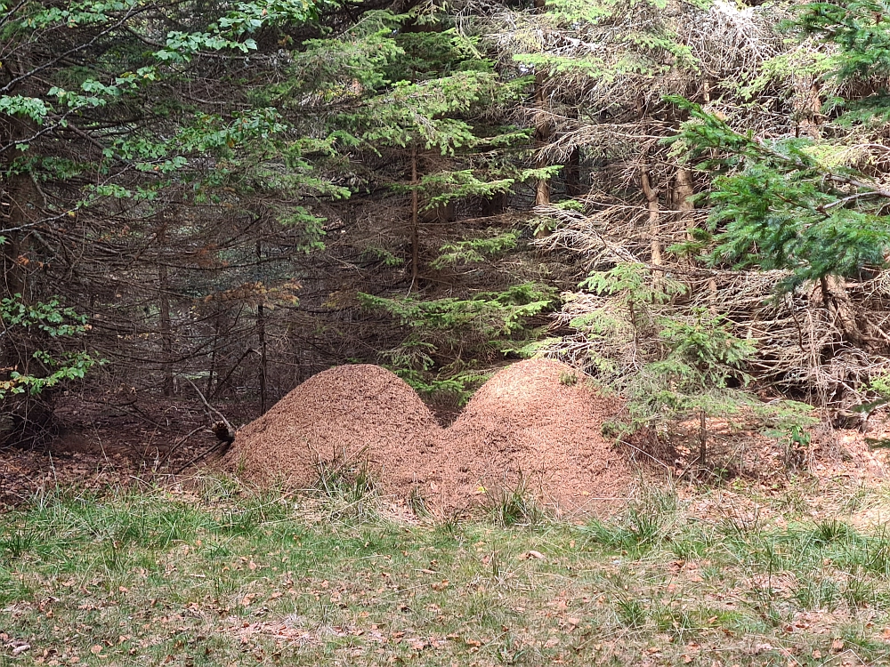 Slika je vidna v Google Chromu.